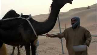 Angry Screaming Camel