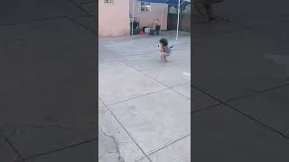 Little girl picks up cat then it pats her on the head and jumps out of her arms