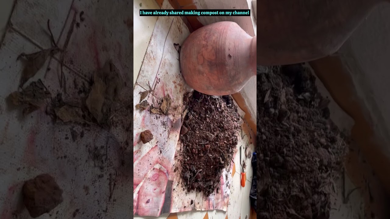 Homemade compost for my plants in balcony 