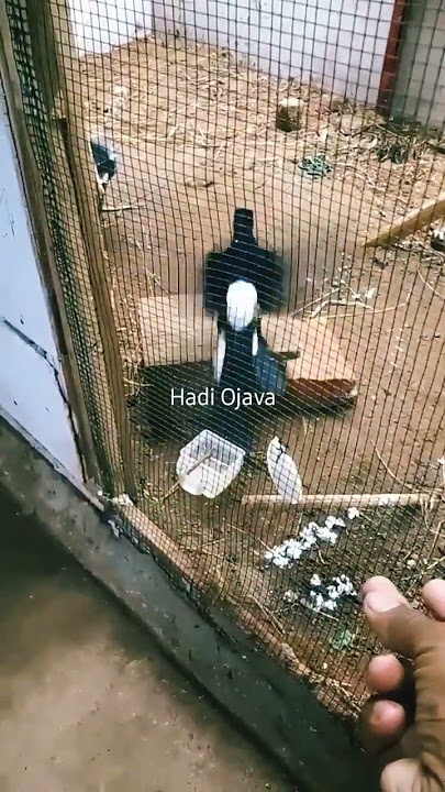 Cara menaikan birahi murai batu agar cepat kawin...