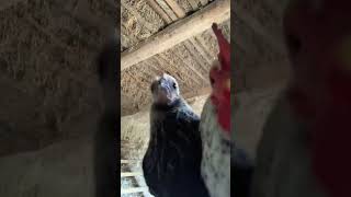 Tavuklar Şemame Oynarsa Resimi