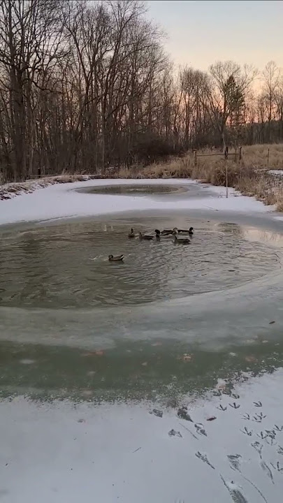 Ducks mating ritual. ❤️🦆