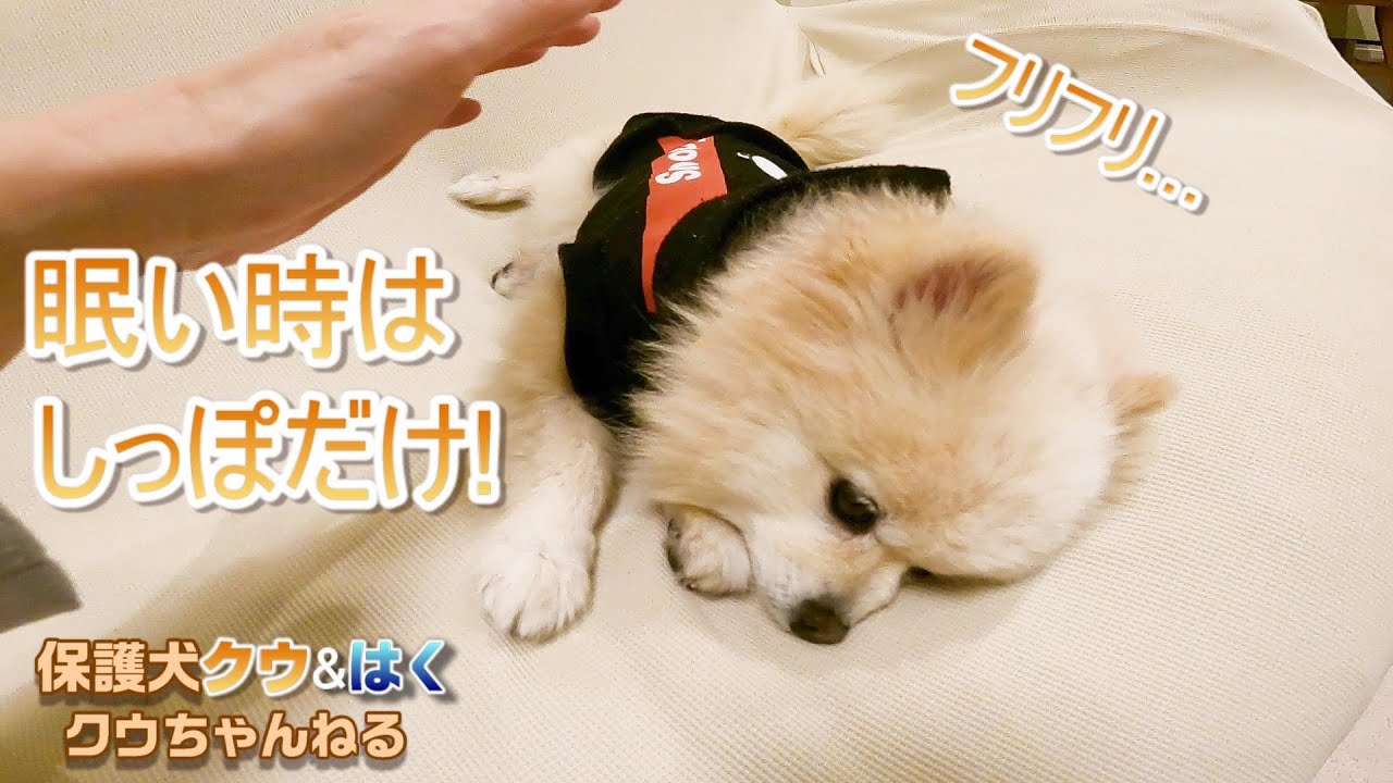 保護犬 しっぽだけで返事する犬がかわいい 笑 Pomeranian Rescued Dog The Dog That Answers Only With The Tail Is Cute Youtube 保護犬 しっぽだけで返事する犬がかわいい 笑 Pomeranian Rescued Dog The Dog That Answers Only With The Tail Is Cute Youtube
