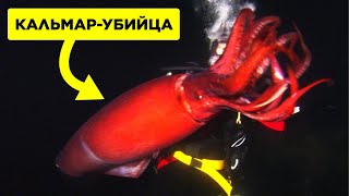 видео: Самые Страшные Видео, Снятые Дайверами картинка: Самые Страшные Видео, Снятые Дайверами