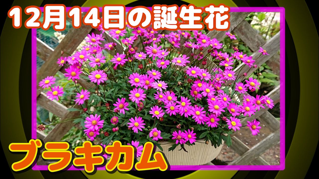 12月14日の誕生花 ブラキカム どんな花 あなたに送る花言葉は Youtube