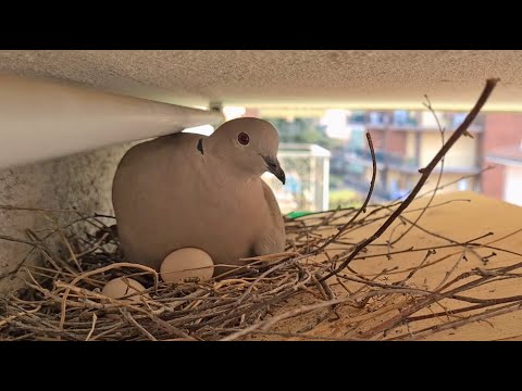 Video: Le colombe in lutto abbandoneranno le uova?