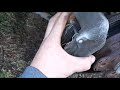 How To Change Brakes on 89 Ford Festiva