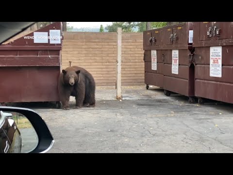 'Hank the Tank' bear who broke into 21 homes around Tahoe taken to Colorado sanctuary