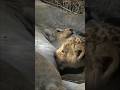 Cute chubby lion cubs suckling and playing on their mom's tummy #lion #shorts
