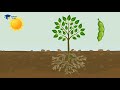 ملخص درس كيف تنمو البذور
