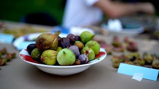 Menanam Pohon Ara di Iklim Lembap/Hujan | Sebuah Tinjauan Realita