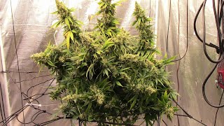 S17:E5 auto flower cannabis grow, last look before chop