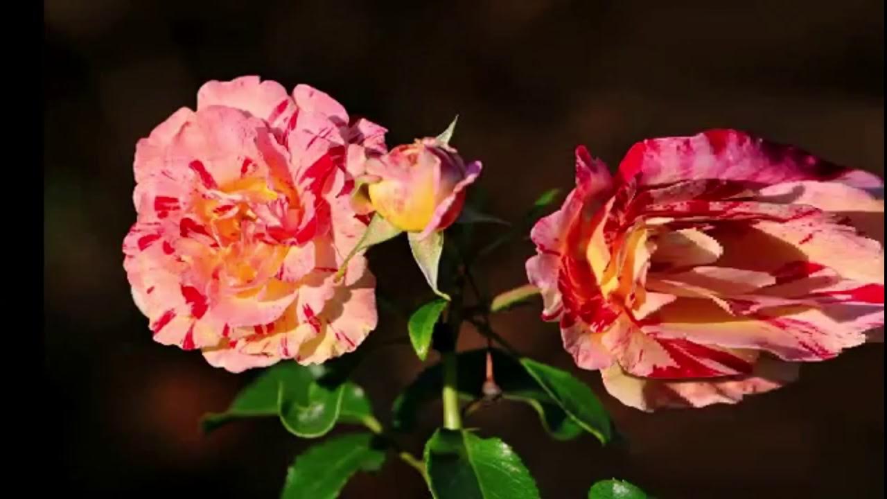 Розы флорибунда бьютифул гарден. Трехцветные розы. Трехцветные розы. Трехцветные розы. Трехцветные розы.