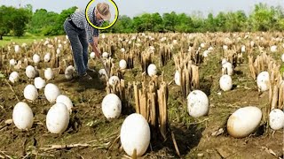 Farmer Finds Strange Eggs. He Starts Crying When They Hatch