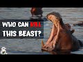 6 Animals That Could Defeat a Hippopotamus