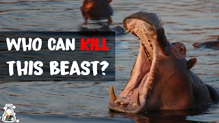 6 Animals That Could Defeat a Hippopotamus