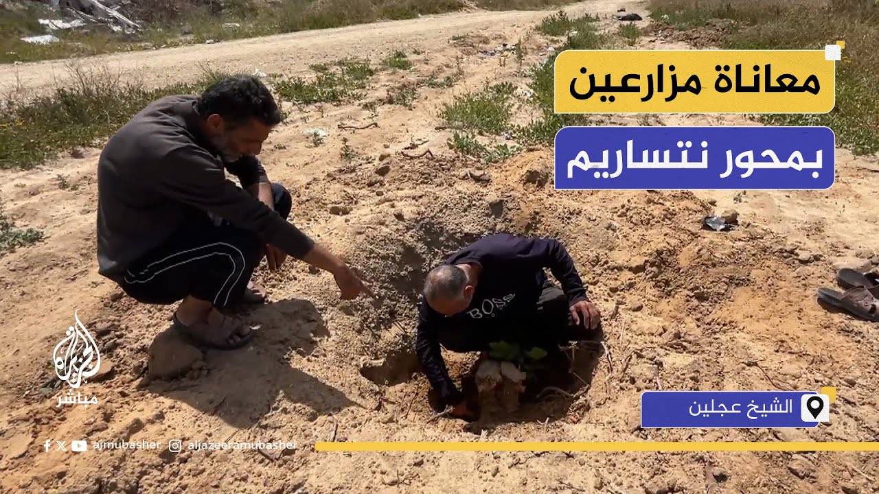 حقول التين والعنب.. هكذا صارت في حي الشيخ عجلين ضمن محور نتساريم