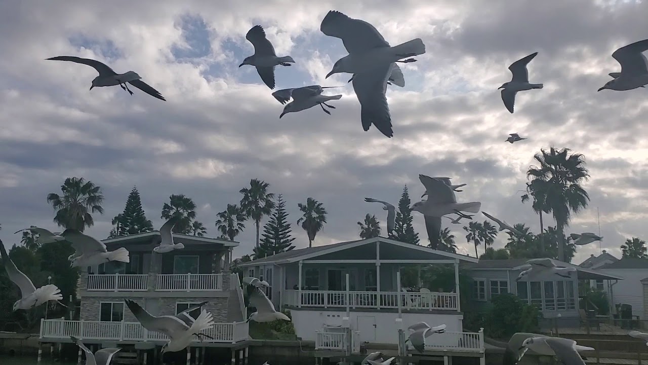Seagulls love Bucees nuggets