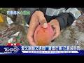 鋒面雨彈炸全台! 枋山愛文芒果農苦 逾2千顆未採收「泡水裡」｜TVBS新聞 @TVBSNEWS01