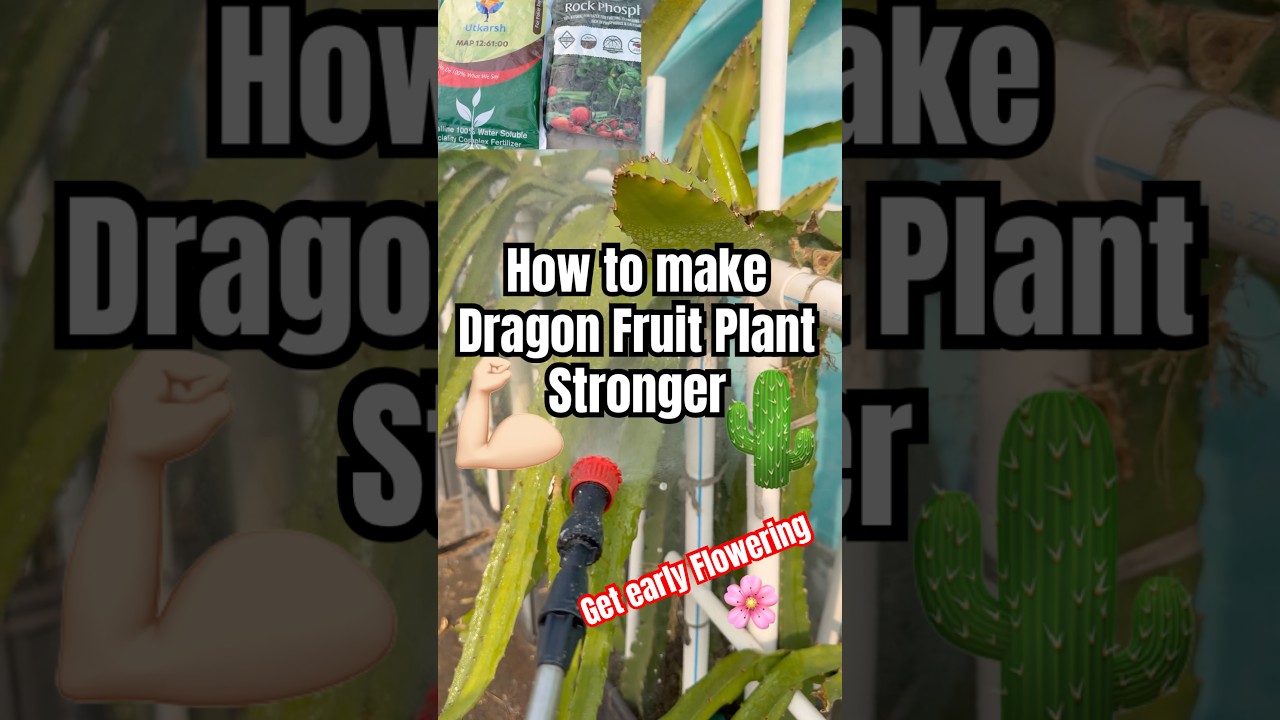 How to make Dragon Fruit Plant Stronger 💪|| 