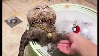 Cats taking a shower | so lovely by Sweet world🐾 5,096 views 1 year ago 1 minute, 17 seconds