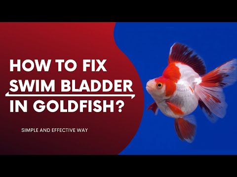How to fix "SWIM BLADDER" in GOLDFISH?