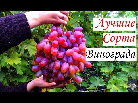 Крупные Сорта Винограда Фото