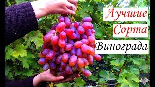 Самые лучшие сорта винограда