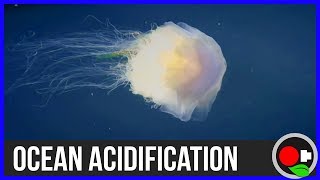 Is the ocean turning sour?