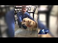 Blind man kicked off flight becasue of service dog