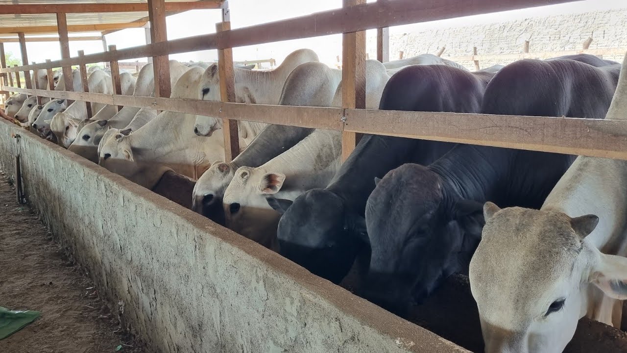 Confinamento no puro grão topagro nuctramix nutrição animal