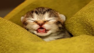 Kittens Meowing - Cute Kittens Video Compilation - Only The Cutest Baby Cats Meowing