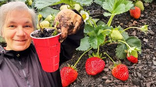 Planting Bare Root Strawberries in Small Containers