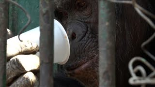 Egyptian zoo offers animals hot drinks during wintry weather Egyptian zoo offers animals hot drinks during wintry weather