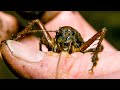 Swimming Cricket Bites Zoologist | The Dark:  Nature's Nighttime World | BBC Earth