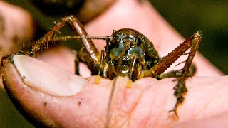 Swimming Cricket Bites Zoologist | The Dark:  Nature's Nighttime World | BBC Earth
