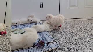 Cute Bichon Puppies Playing by D G 508 views 3 months ago 2 minutes, 26 seconds