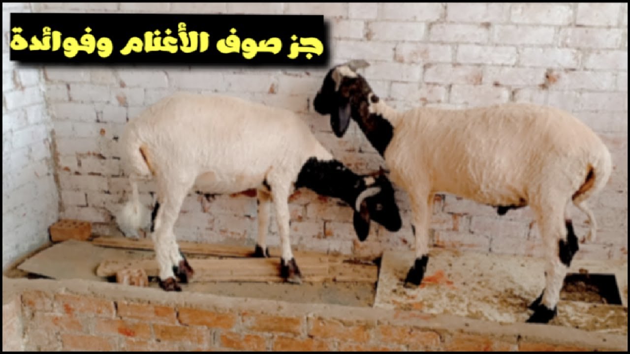 جز صوف الأغنام وفوائدة فى دورة التسمين - YouTube