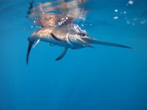 Pesca a Traina Pesci Spada C&R