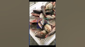 fish grader, fish weight grader, fish sizing, fish sorting machine  #fishmachine #fishprocessing