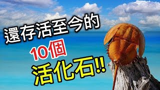 10種還存活在地球上的遠古生物，我們稱它們為活化石 | 這些生物在幾億年前就已存在，更有物種曾與恐龍共存過，讓我們看看有哪些生物是活化石吧