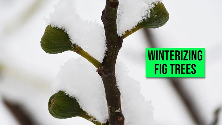 Winterschutz für Feigenbäume: So schützen Sie Ihre Pflanzen vor winterlichen Bedingungen