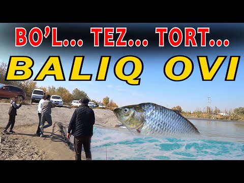 Video: Oziqlantiruvchi Baliq Ovi - Bu Qanday?