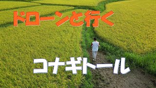 【2023田んぼ】コナギトール 2023.8.29