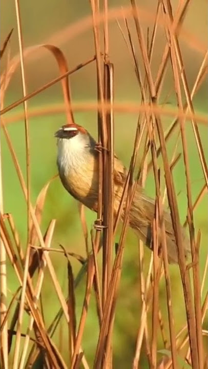 Chestnut-capped Babbler | ចាបសត្វល្អិតបន្ទូលក្បាលត្នោត #shorts #wildlife #bird #cambodia
