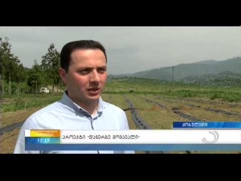 აჭარაში ლურჯი მოცვის ახალი ბაღები გაშენდება