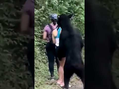 Video: Apa yang harus dilakukan jika Anda Bertemu Beruang di Hutan Belantara