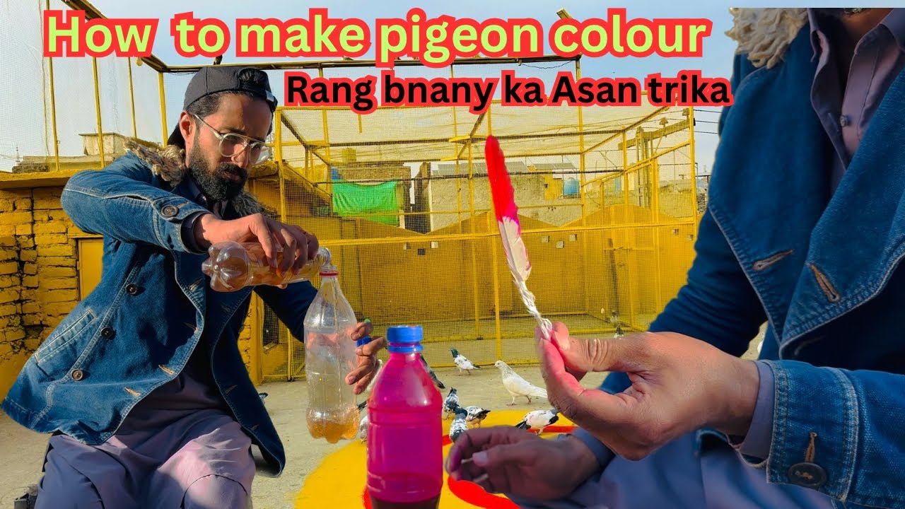 How to make pigeons colour || kabootar ko Rang lgny  ka Asan tareeka || Dar pigeons club |