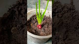 How to grow onion? plants gardening shorts