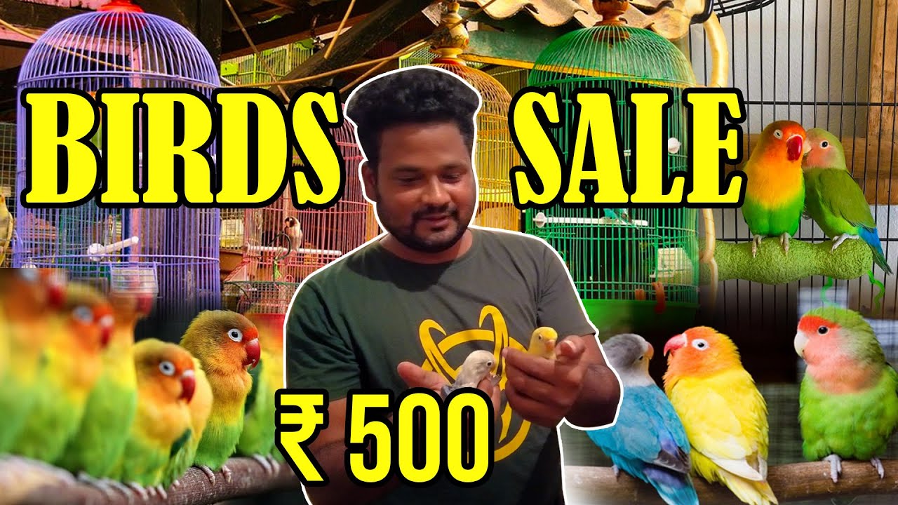 Cheapest Birds Sale | Cheapest Birds market | Cheapest Birds shop | BIRDS FOR SALES | WITH PRICE | South Indian Food